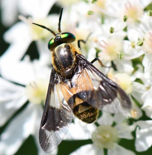 Chrysops viduatus